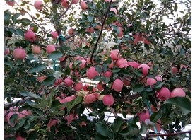 Apple base