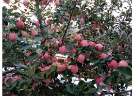Apple base