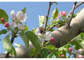 Apple base
