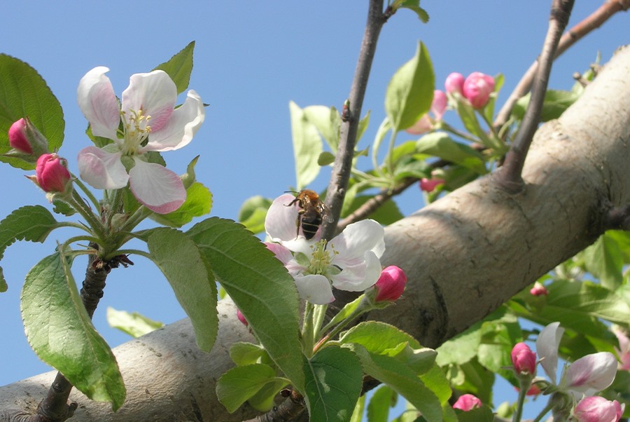 Apple base