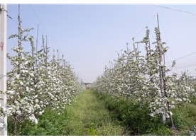 Apple base