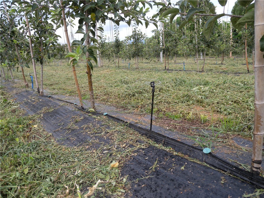 Apple base
