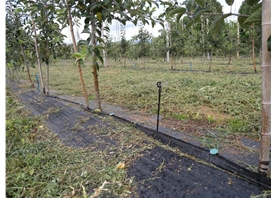 Apple base
