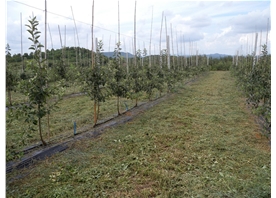 Apple base