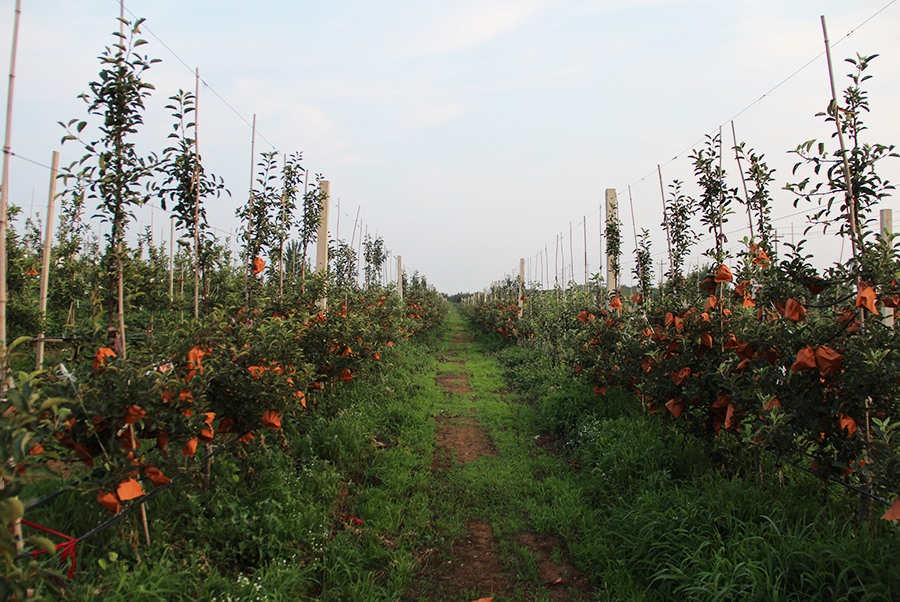 Apple base