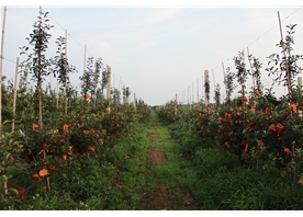 Apple base