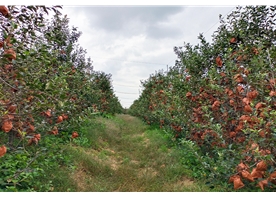 Apple base
