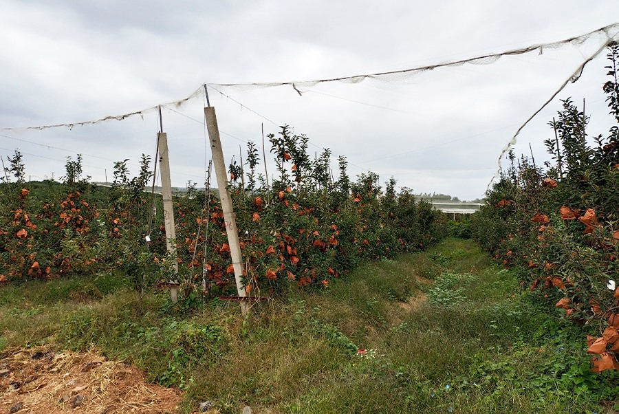 Apple base