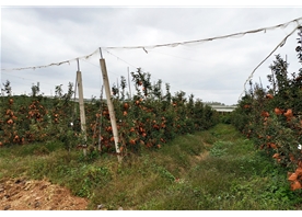 Apple base