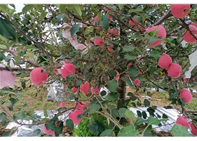 Apple base