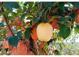 Apple base