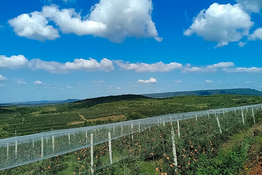 Apple base