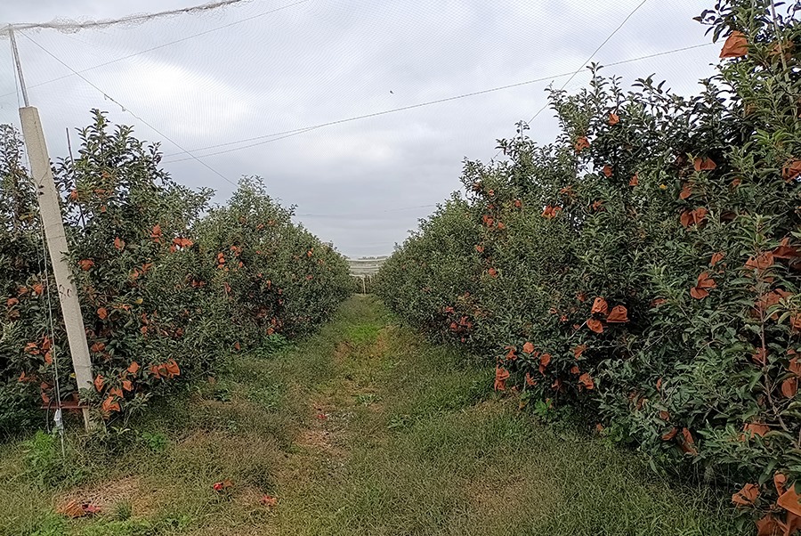苹果基地