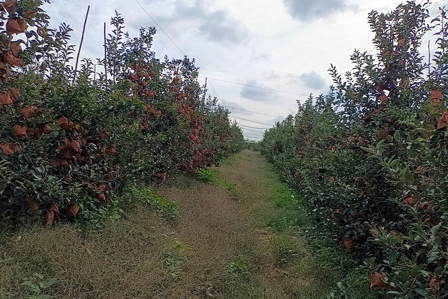 苹果基地