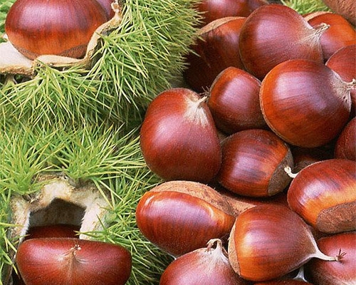 Chestnut