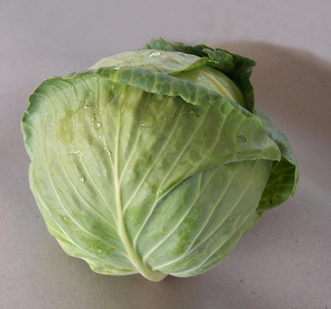 Cabbage