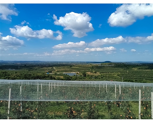 苹果基地1